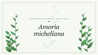 Planche botanique stylisée d’Amoria micheliana
