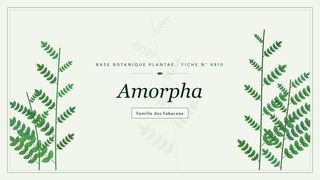 Planche botanique stylisée d’Amorpha, famille des Fabaceae