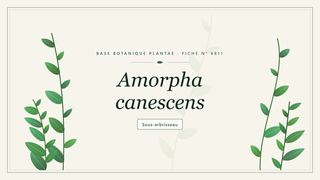 Planche botanique stylisée d’Amorpha canescens