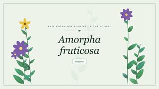 Planche botanique stylisée d’Amorpha fruticosa