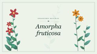 Visuel botanique stylisé consacré à Amorpha fruticosa