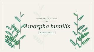 Planche botanique stylisée d’Amorpha humilis, famille des Fabacées
