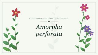 Planche botanique stylisée d’Amorpha perforata