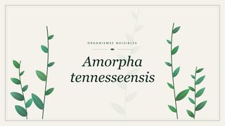 Visuel botanique stylisé consacré à Amorpha tennesseensis