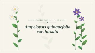 Planche botanique stylisée d’Ampelopsis quinquefolia var. hirsuta