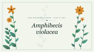 Planche botanique stylisée d’Amphibecis violacea