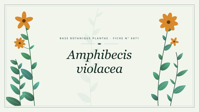Amphibecis violacea : les bases Planche botanique stylisée d’Amphibecis violacea