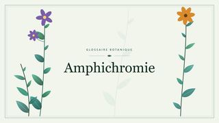Illustration botanique stylisée du terme « Amphichromie » du glossaire