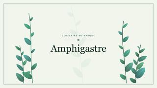 Illustration botanique stylisée du terme « Amphigastre » du glossaire