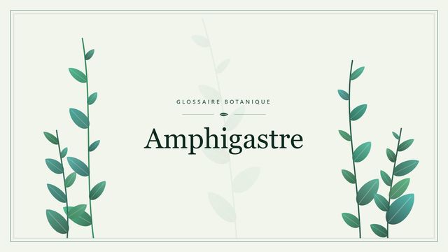 Amphigastre : notre analyse Illustration botanique stylisée du terme « Amphigastre » du glossaire