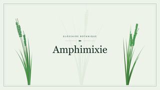 Illustration botanique stylisée du terme « Amphimixie » du glossaire