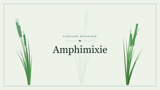 Amphimixie : décryptage Illustration botanique stylisée du terme « Amphimixie » du glossaire