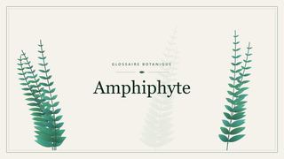Illustration botanique stylisée du terme « Amphiphyte » du glossaire