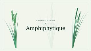 Illustration botanique stylisée du terme « Amphiphytique » du glossaire