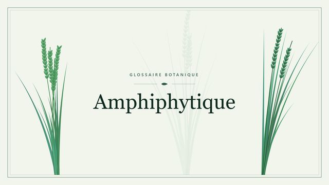 Définition de « amphiphytique » en botanique Illustration botanique stylisée du terme « Amphiphytique » du glossaire