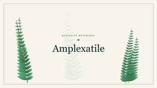 Illustration botanique stylisée du terme « Amplexatile » du glossaire