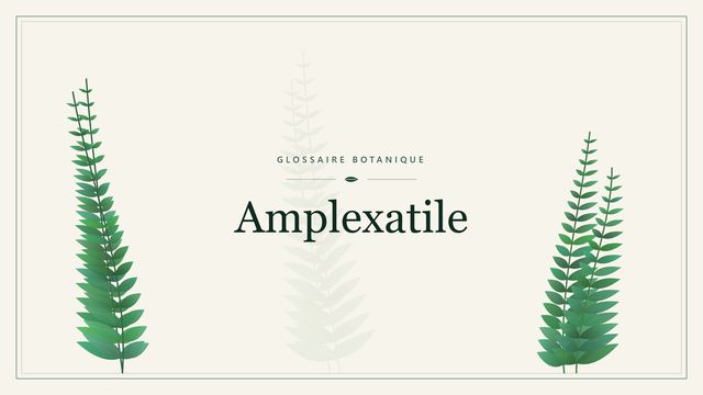 Définition de « amplexatile » en botanique Illustration botanique stylisée du terme « Amplexatile » du glossaire