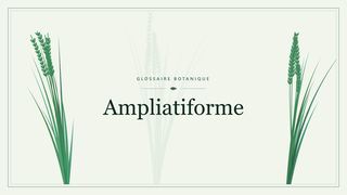 Illustration botanique stylisée du terme « Ampliatiforme » du glossaire