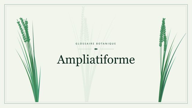 Ampliatiforme : repères utiles Illustration botanique stylisée du terme « Ampliatiforme » du glossaire