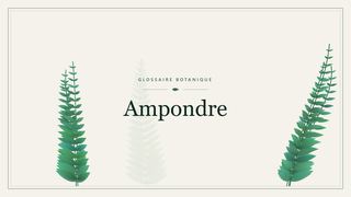 Illustration botanique stylisée du terme « Ampondre » du glossaire