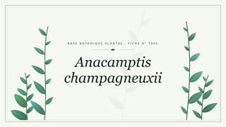 Planche botanique stylisée d’Anacamptis champagneuxii