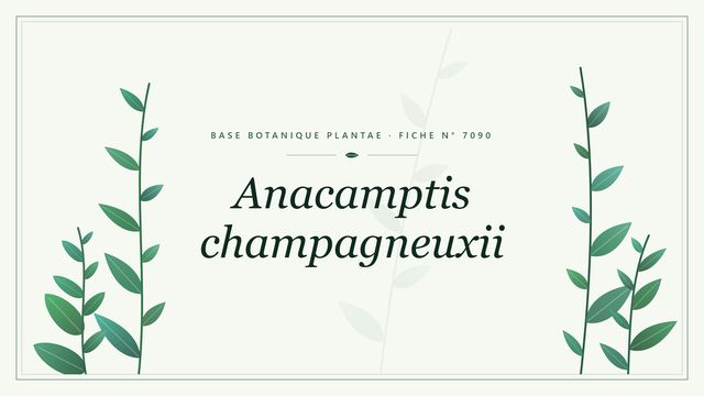 Anacamptis champagneuxii : fiche descriptive et taxonomie Planche botanique stylisée d’Anacamptis champagneuxii