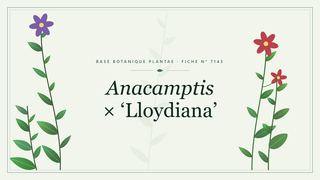Planche botanique stylisée d’Anacamptis × ‘Lloydiana’