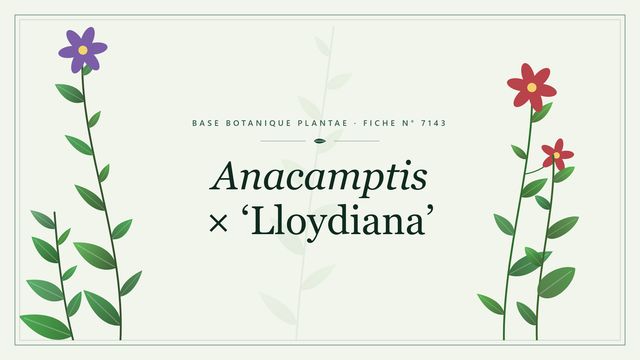 Anacamptis × lloydiana : description, culture et usages ornementaux Planche botanique stylisée d’Anacamptis × ‘Lloydiana’