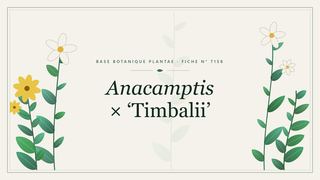 Planche botanique stylisée d’Anacamptis × ‘Timbalii’