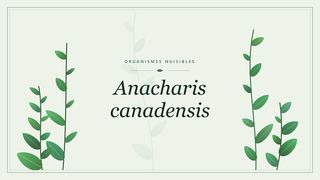 Visuel botanique stylisé consacré à Anacharis canadensis