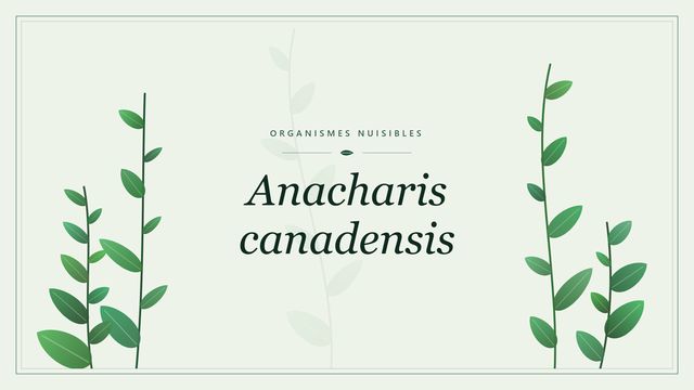 Anacharis canadensis : élodée du Canada envahissante des eaux douces Visuel botanique stylisé consacré à Anacharis canadensis