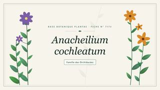 Planche botanique stylisée d’Anacheilium cochleatum, famille des Orchidacées