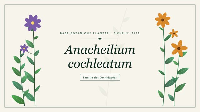 Anacheilium cochleatum : l'essentiel Planche botanique stylisée d’Anacheilium cochleatum, famille des Orchidacées