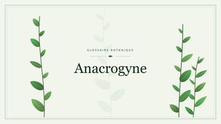 Illustration botanique stylisée du terme « Anacrogyne » du glossaire