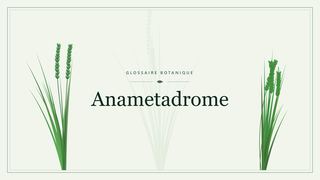 Illustration botanique stylisée du terme « Anametadrome » du glossaire