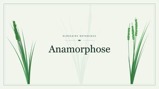 Illustration botanique stylisée du terme « Anamorphose » du glossaire