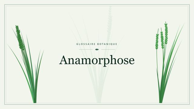 Anamorphose : l'essentiel Illustration botanique stylisée du terme « Anamorphose » du glossaire