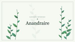 Illustration botanique stylisée du terme « Anandraire » du glossaire