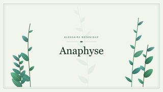 Illustration botanique stylisée du terme « Anaphyse » du glossaire