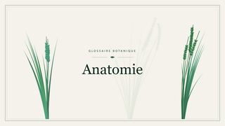 Illustration botanique stylisée du terme « Anatomie » du glossaire