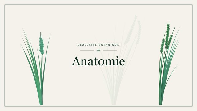 Anatomie : les bases Illustration botanique stylisée du terme « Anatomie » du glossaire