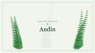 Illustration botanique stylisée du terme « Andin » du glossaire