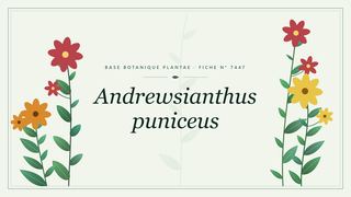 Planche botanique stylisée d’Andrewsianthus puniceus
