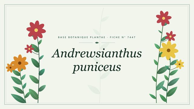 Andrewsianthus puniceus : fiche descriptive et taxonomie Planche botanique stylisée d’Andrewsianthus puniceus