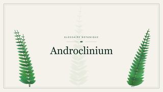 Illustration botanique stylisée du terme « Androclinium » du glossaire