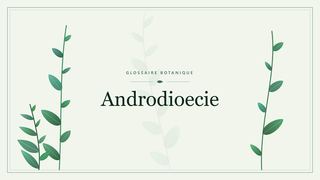 Illustration botanique stylisée du terme « Androdioecie » du glossaire