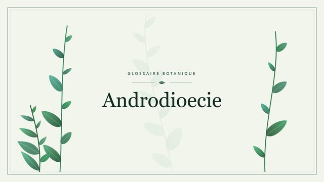 Définition de « androdioécie » en botanique Illustration botanique stylisée du terme « Androdioecie » du glossaire
