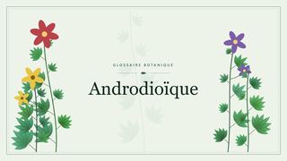 Illustration botanique stylisée du terme « Androdioïque » du glossaire