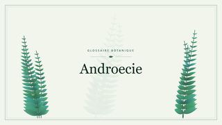 Illustration botanique stylisée du terme « Androecie » du glossaire