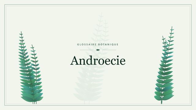 Androecie : panorama Illustration botanique stylisée du terme « Androecie » du glossaire